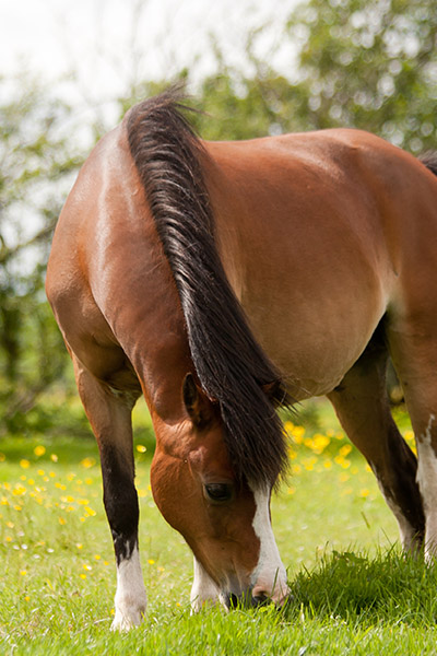 Übergewicht Pferd