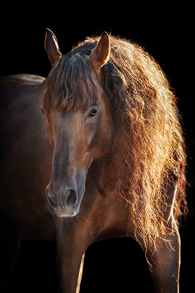 Pferd